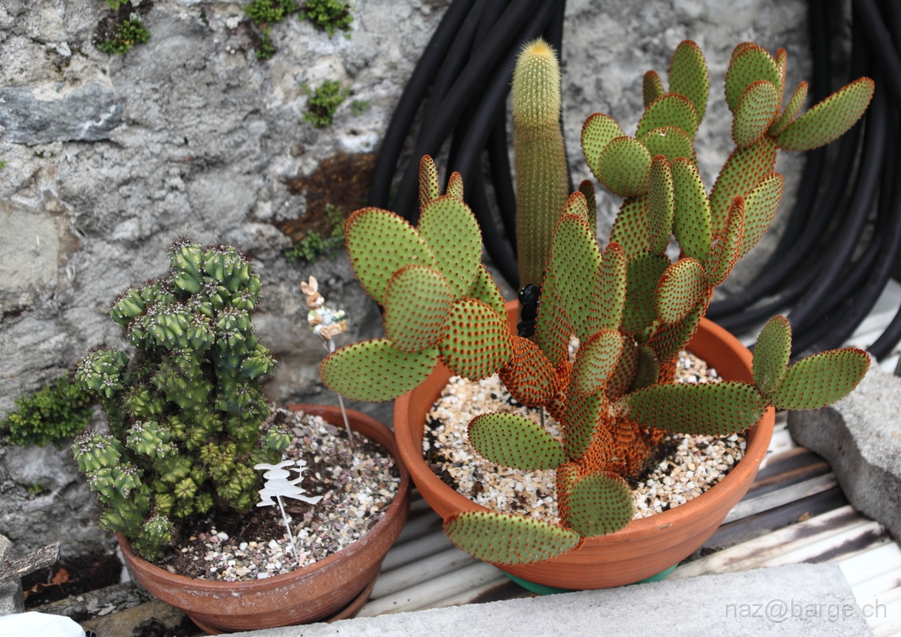 EOS 5D Mark II24_06_20122084.JPG